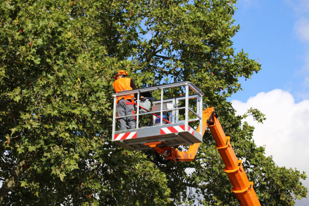 Best Tree Trimming and Pruning  in Barrington Hls, IL